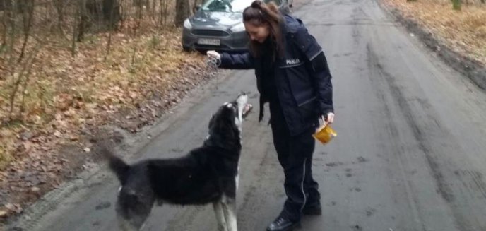 Artykuł: Przyjechali zabezpieczać miejsce wypadku na Jagiellońskiej a... zaopiekowali się psem
