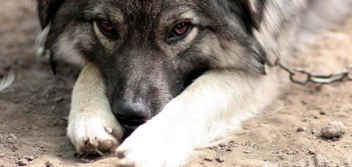 Artykuł: Łagodniejszy wyrok dla zwyrodnialców, którzy zabili psa. Trafią za kraty na miesiąc
