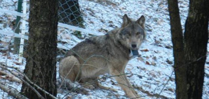 Artykuł: Po udanej rehabilitacji wilki wróciły do warmińsko-mazurskich lasów