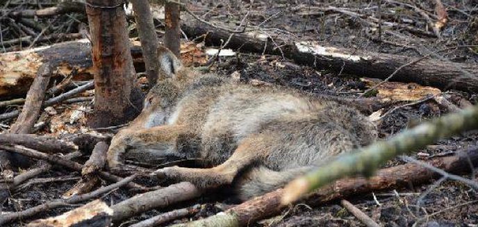 Artykuł: Kolejny wilk wpadł we wnyki. Uratowali go leśnicy [FILM]