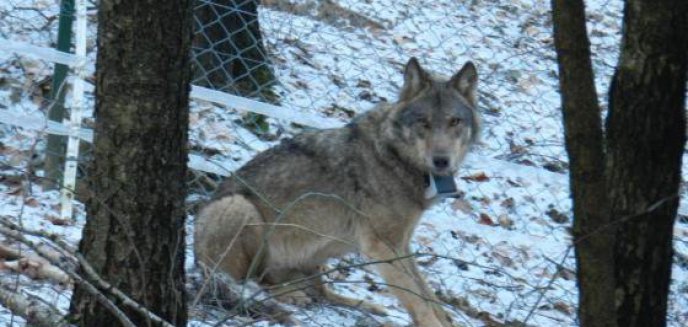 Artykuł: Młoda wilczyca nie poradziła sobie na wolności. Wróciła do ośrodka pod Olsztynkiem