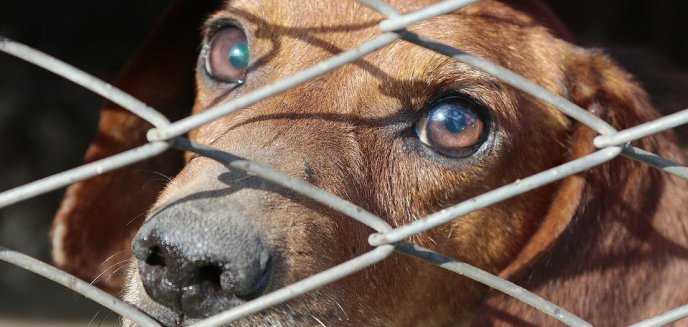 Artykuł: Masowe porzucanie zwierzaków w Olsztynie. Tak zaczynamy okres urlopowy?