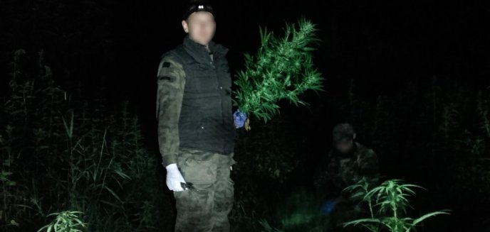 Marihuana w lesie w Dywitach. Policjanci zlikwidowali 58 krzaków