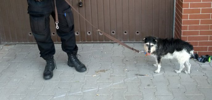 Artykuł: Kolejny pies błąkał się po ulicach Olsztyna. Czyja zguba?