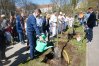 Sadzenie japońskich wiśni w Parku Centralnym