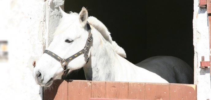 Skradzione w Niemczech konie odnaleziono pod Olsztynem