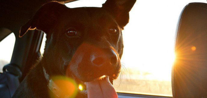 Artykuł: Pies zamknięty w samochodzie? Reagujmy!