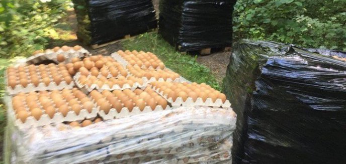 Artykuł: Niecodzienne znalezisko w lesie pod Olsztynem. Ktoś porzucił... palety z jajkami