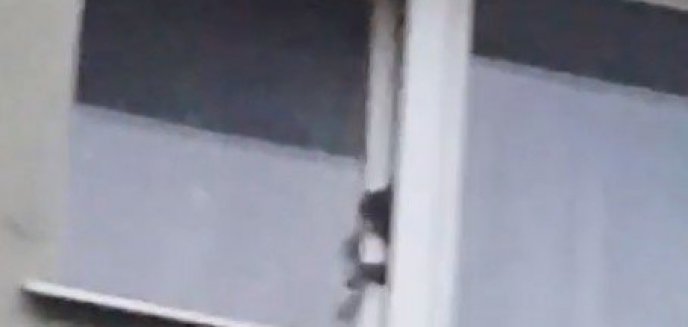 Zatorze. Kot chciał uciec przez uchylone okno w mieszkaniu na ulicy Puszkina. Udusił się [VIDEO]