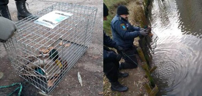 Artykuł: Ranna kaczka w parku Kusocińskiego w Olsztynie. Interweniowali strażnicy miejscy [ZDJĘCIA]