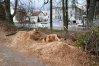 Wycinka drzew w centrum miasta