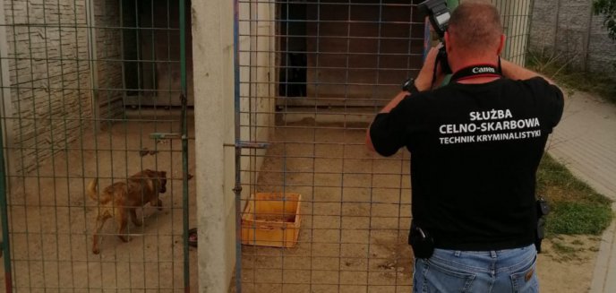 Horror w schronisku dla zwierząt w Radysach. Psy ledwo żywe leżały w boksach [WIDEO]