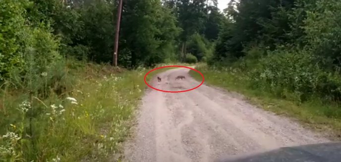 Artykuł: Młode wilki biegały przy drodze [WIDEO]