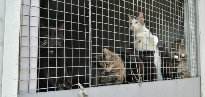 Czy koty w Lubajnach pod Ostródą przeżyją zimę? [ZDJĘCIA]