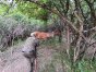 Pod Olsztynem jeleń został uwięziony we wnykach