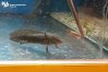 Nielegalne zwierzęta w sklepie zoologicznym w Elblągu