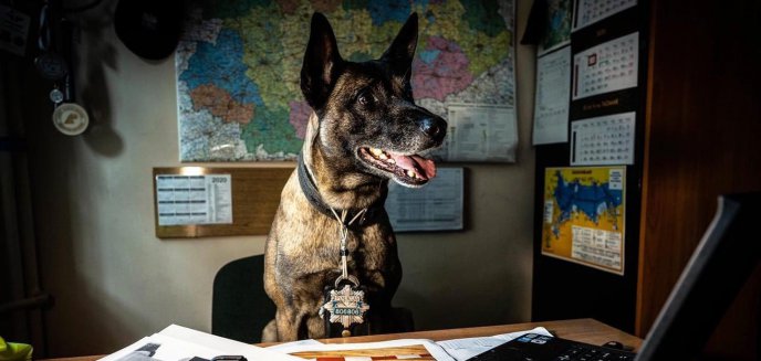 Olsztyński pies policyjny został gwiazdą internetu