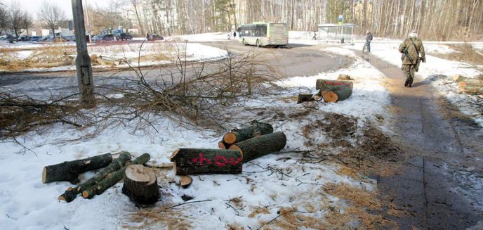 Artykuł: Społecznicy sprzeciwiają się wycince drzew w Olsztynie. Złożą petycję do prezydenta Piotra Grzymowicza