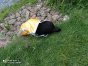 Pies w reklamówce, znaleziony przez dzieci na Jarotach