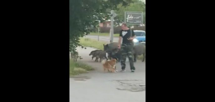Dziki goniły mężczyznę spacerującego z psami na ul. Dworcowej w Olsztynie [WIDEO]