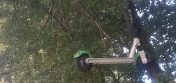 Ktoś ''zaparkował'' hulajnogę na... drzewie w Olsztynie