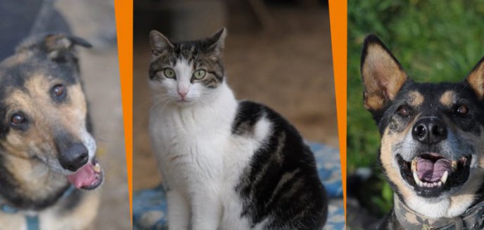 Te pieski i kotki z olsztyńskiego schroniska polecają się do adopcji