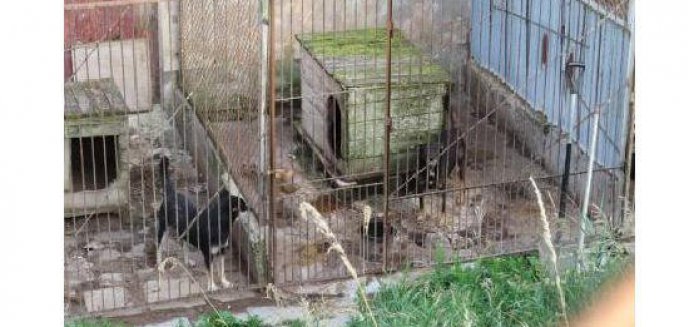 Artykuł: Dramat psów w schronisku pod Giżyckiem. OTOZ Animals: ''To kolejne Radysy'' [ZDJĘCIA]