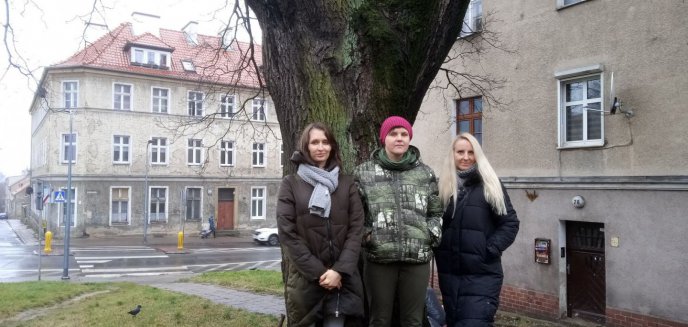 Chcą chronić drzewa w Olsztynie, więc złożyły projekt w ratuszu. Radny Mirosław Arczak przestrzega: ‘’Dwa dęby procedowane są od lat’’