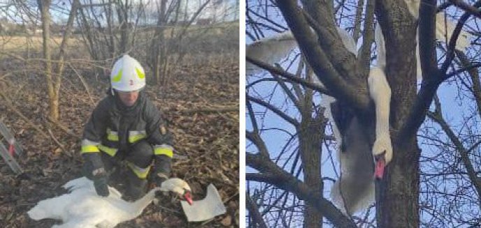 Strażacy-ochotnicy uratowali łabędzia, który zaklinował się na drzewie [ZDJĘCIA]