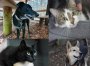 Pieski i kotki do adopcji