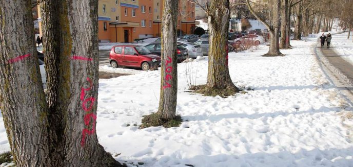W Olsztynie będzie kolejna wycinka drzew