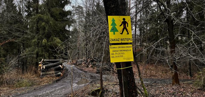Artykuł: W gminie Dywity obowiązuje zakaz wejścia do lasu przez cały rok. Czy leśniczy nawiązują do rządowych restrykcji sprzed dwóch lat?