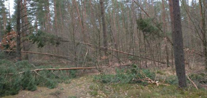 Artykuł: Wichury spowodowały ogromne zniszczenia. Straty to 500 tys. metrów sześciennych drewna [WIDEO]