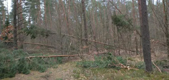 Wichury spowodowały ogromne zniszczenia. Straty to 500 tys. metrów sześciennych drewna [WIDEO]