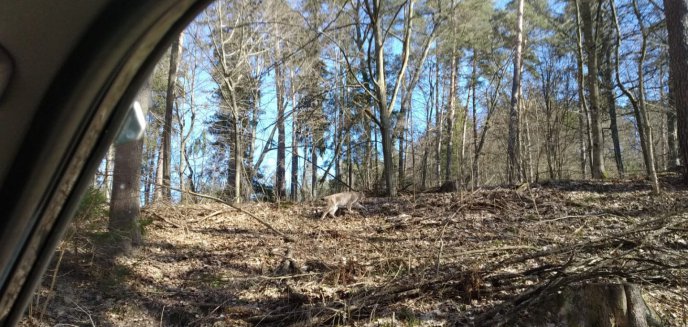 Artykuł: Leśniczy z Nadleśnictwa w Olsztynie spotkał rzadko występującego w Polsce ssaka