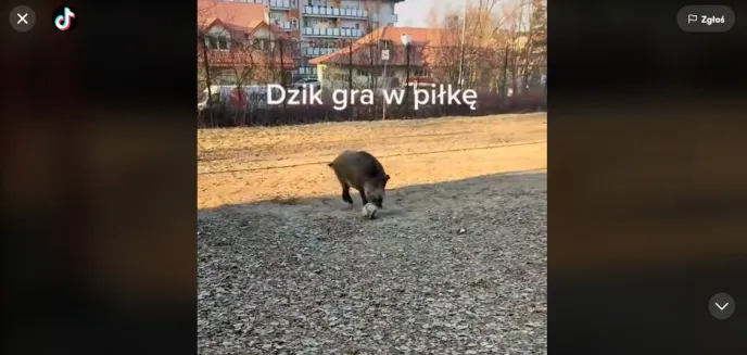 Dzik z Olsztyna robi furorę na TikToku. ''Grał w piłkę'' na boisku na osiedlu Generałów [WIDEO]