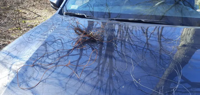 W olsztyńskich lasach znaleziono mnóstwo wnyków. Leśnicy: ''proceder narasta ze wzrostem bezrobocia''