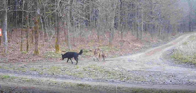 Sensacyjne nagranie leśników. Fotopułapka zarejestrowała watahę wilków, wśród nich był odmieniec [WIDEO]