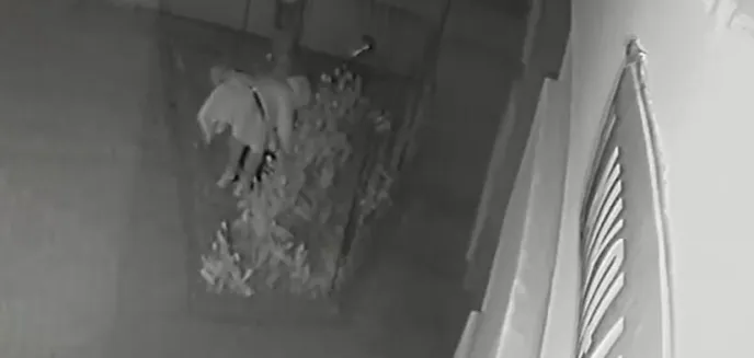 Zaułek botaniczny cieszy się dużym zainteresowaniem złodziei. Pewna kobieta postanowiła ukraść... tulipany [WIDEO]