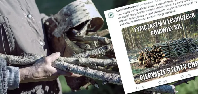 ''Można zbierać chrust w lesie'' – rozwiązanie problemu rosnących cen opału według wiceministra klimatu