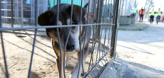 Kolejne kotki i pieski ze schroniska czekają na adopcję [ZDJĘCIA]