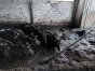 Służby utarowały około 40 krów i cieląt, które tonęły we własnych odchodach w gospodarstiwe w powiecie piskim
