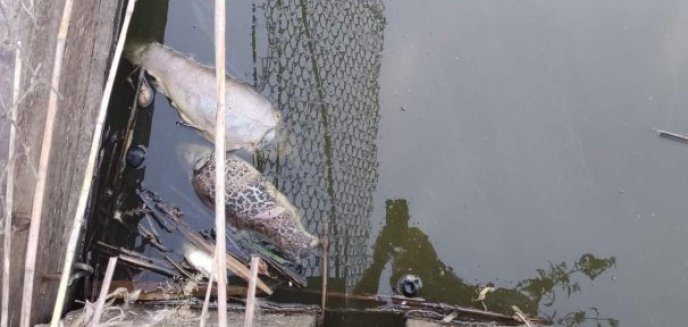 Wiadomo, co było przyczyną śnięcia ryb w rezerwacie pod Olsztynem