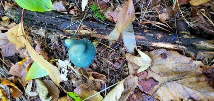 W olsztyńskim lesie miejskim pojawiły się... niebieskie grzyby