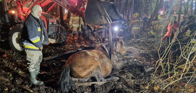 Artykuł: Niezwykle trudna akcja strażaków-ochotników z gminy Dywity. Wyciągali z bagna dwa konie [ZDJĘCIA]