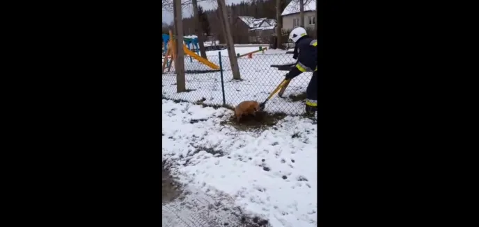 Nietypowa akcja strażaków-ochotników z gminy Dywity. Pomogli lisowi, który utknął w siatce [WIDEO]