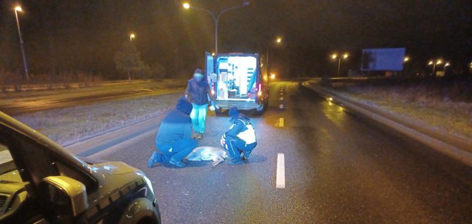 Patrol policji zaopiekował się potrąconą sarną na ul. Sielskiej w Olsztynie