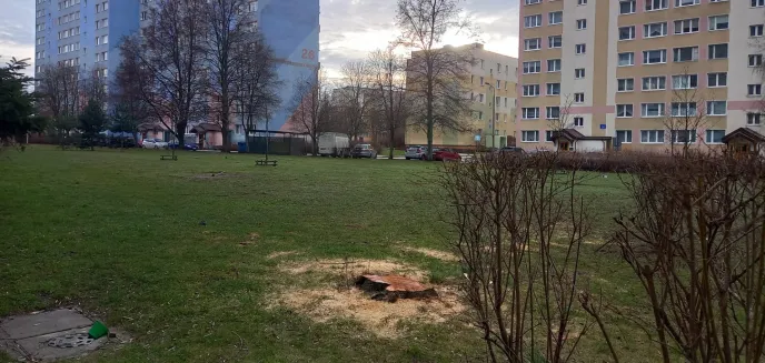 SM Pojezierze przeprowadziła wycinkę drzew. Jaki był jej powód?