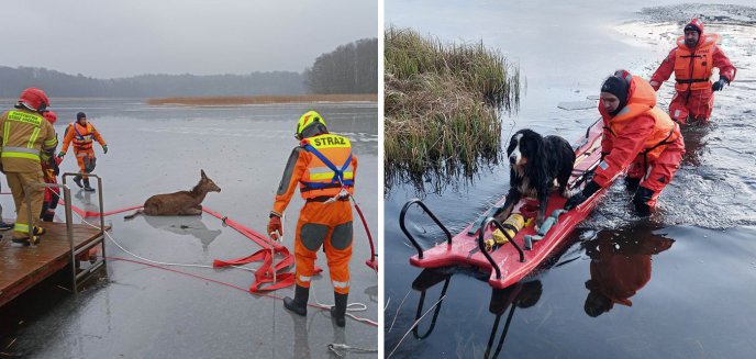 Strażacy i druhowie uratowali zwierzęta z regionu, które zostały uwięzione na lodzie [ZDJĘCIA]