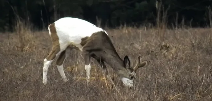 Łaciata sarna ze Spychowa podbija Internet. ''Częściej można spotkać albinosa'' [WIDEO]